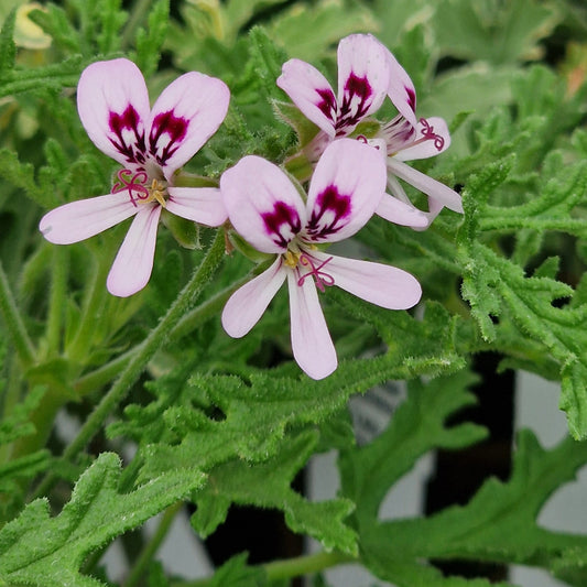 Radula scented leaf Pelargonium in flower