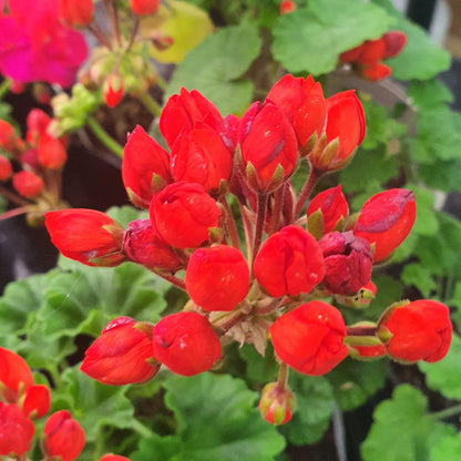 Red Pimpernel -Double Zonal Tulip Pelargonium / Geranium Garden Plant - 6cm pot
