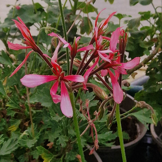 Red Witch - Stellar Pelargonium (Geranium) Plant - 6cm bio pot