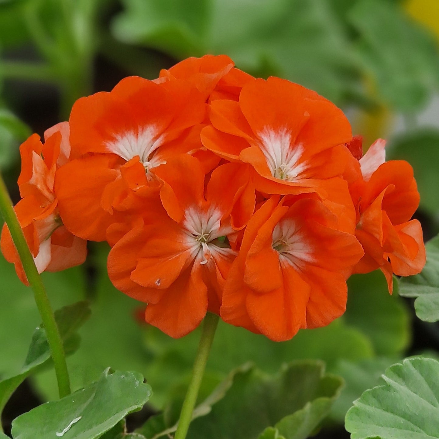 Reflections - Zonal Pelargonium / Geranium Garden Plant - 6cm bio pot