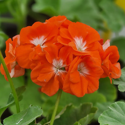 Reflections - Zonal Pelargonium / Geranium Garden Plant - 6cm bio pot