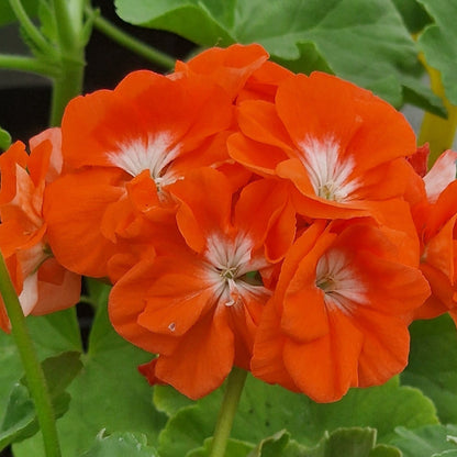 Reflections - Zonal Pelargonium / Geranium Garden Plant - 6cm bio pot