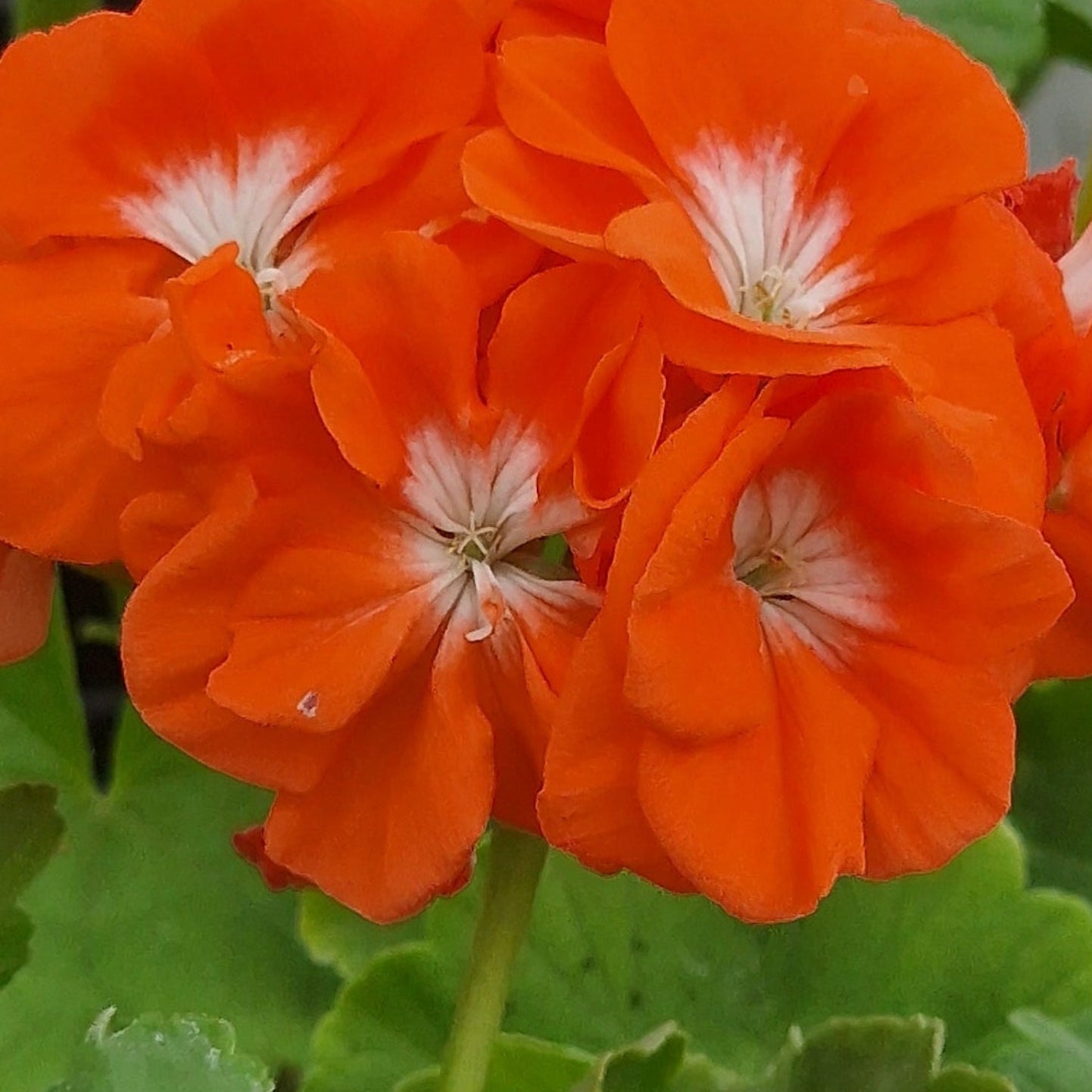 Reflections - Zonal Pelargonium / Geranium Garden Plant - 6cm bio pot