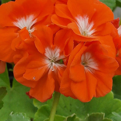 Reflections - Zonal Pelargonium / Geranium Garden Plant - 6cm bio pot