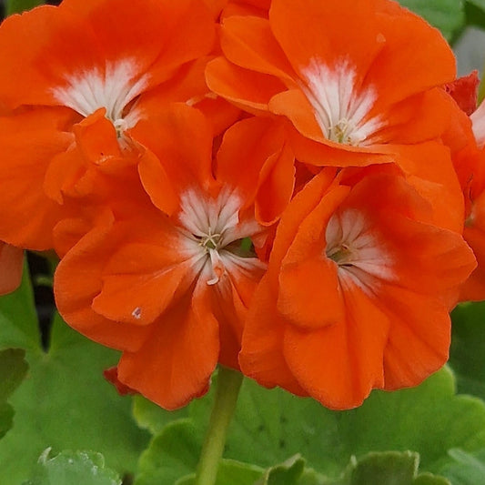 Reflections - Zonal Pelargonium / Geranium Garden Plant - 6cm bio pot