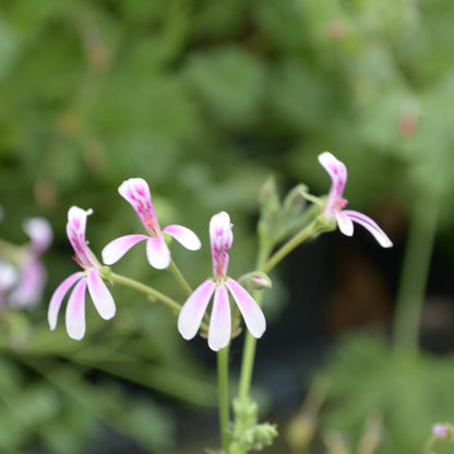 Richard Gibbs - Scented Leaf Pelargonium (Geranium) - 6cm bio pot