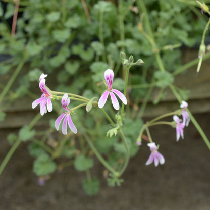 Richard Gibbs - Scented Leaf Pelargonium (Geranium) - 6cm bio pot