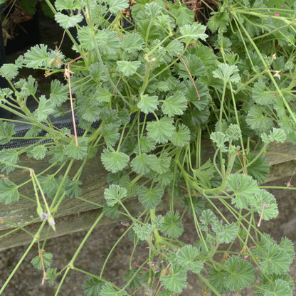 Richard Gibbs - Scented Leaf Pelargonium (Geranium) - 6cm bio pot