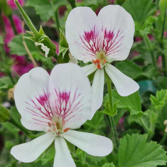 Rietje van der Lee - Angel Pelargonium (Geranium) Plant - 6cm bio pot