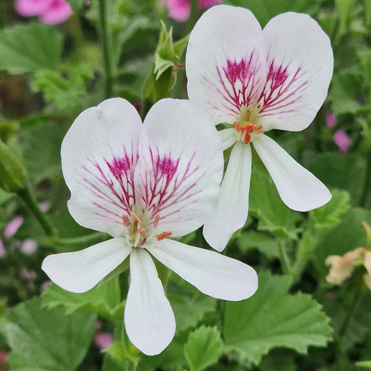 Rietje van der Lee - Angel Pelargonium (Geranium) Plant - 6cm bio pot