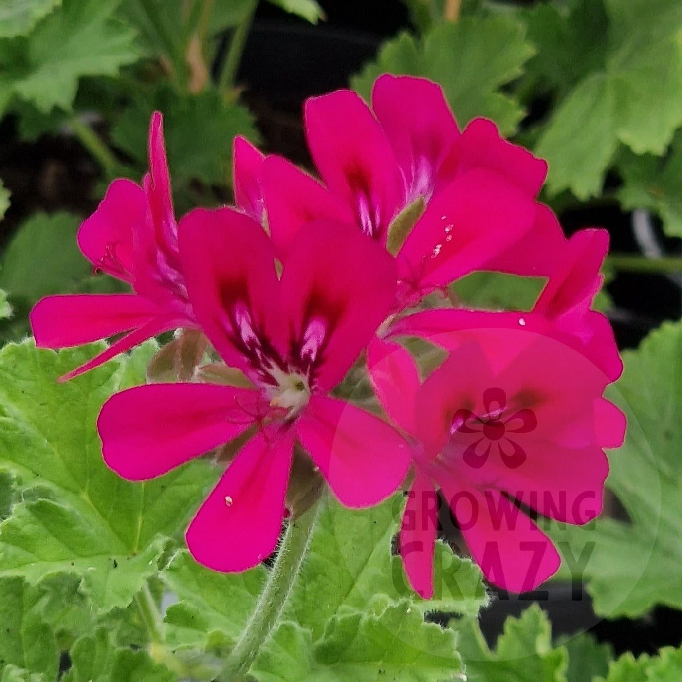 Rollinson's Unique - Unique Pelargonium (Geranium) Plant - 6cm bio pot