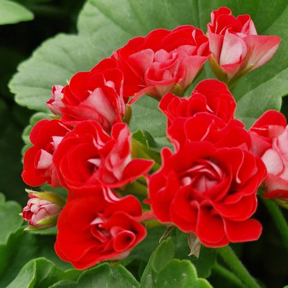 Rosebud Supreme - Rosebud Pelargonium (Geranium) Plant - 6cm pot