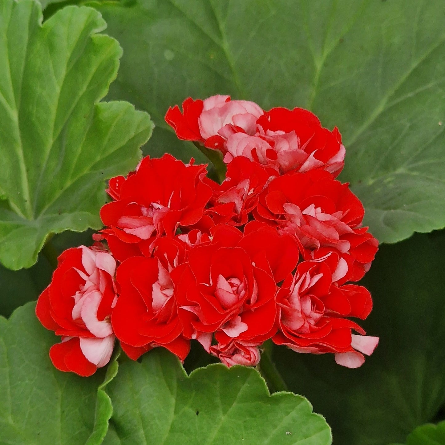 Rosebud Supreme - Rosebud Pelargonium (Geranium) Plant - 6cm pot