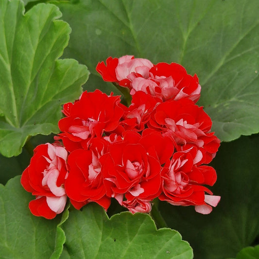 Rosebud Supreme - Rosebud Pelargonium (Geranium) Plant - 6cm pot