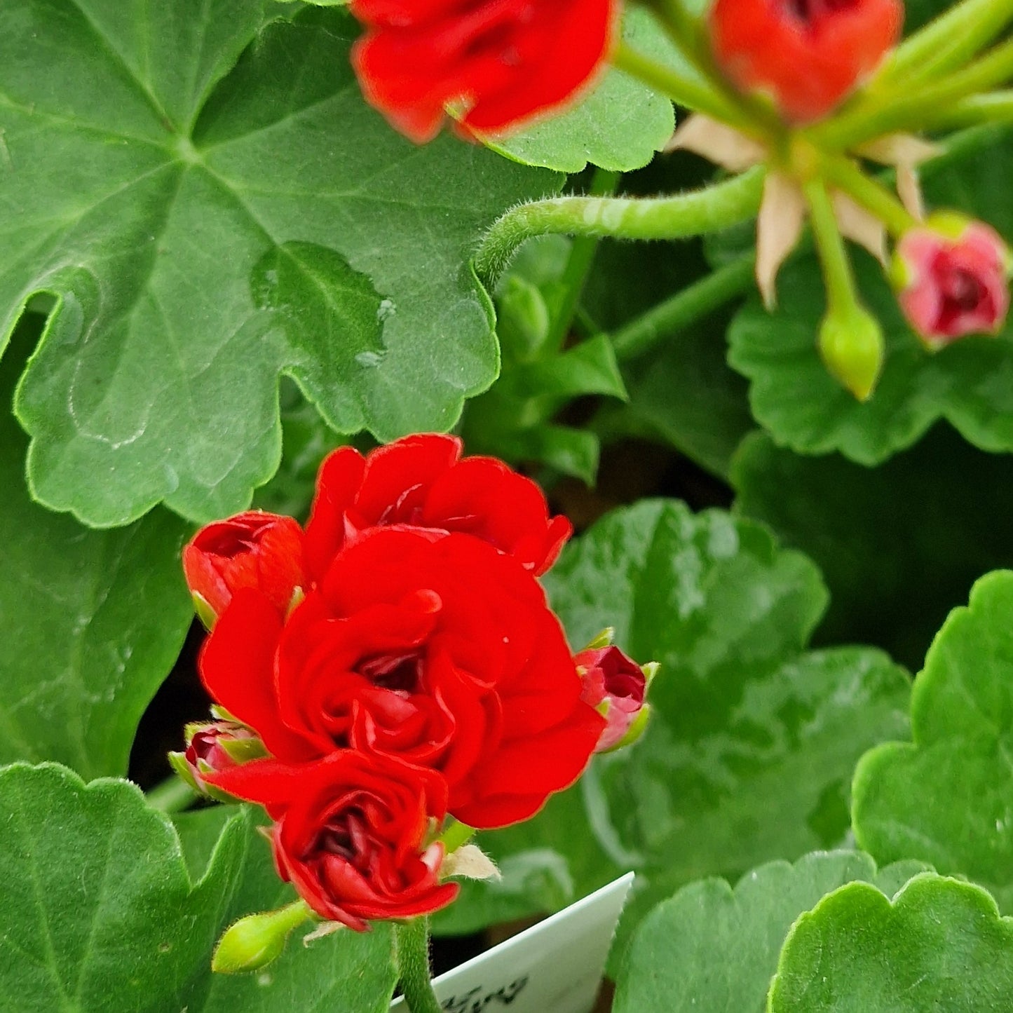 Rosebud Supreme - Rosebud Pelargonium (Geranium) Plant - 6cm pot