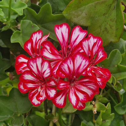 Rouletta Ivy Leaved Pelargonium