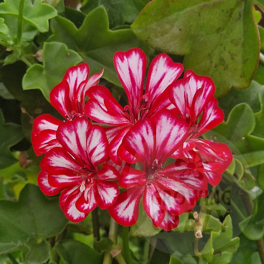Rouletta Ivy Leaved Pelargonium