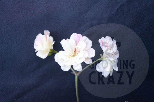 Rushmoor Amazon Zonartic Pelargonium flowers