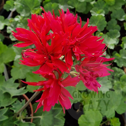 Rushmoor Cherry - Stellar Pelargonium (Geranium) Plant - 6cm bio pot