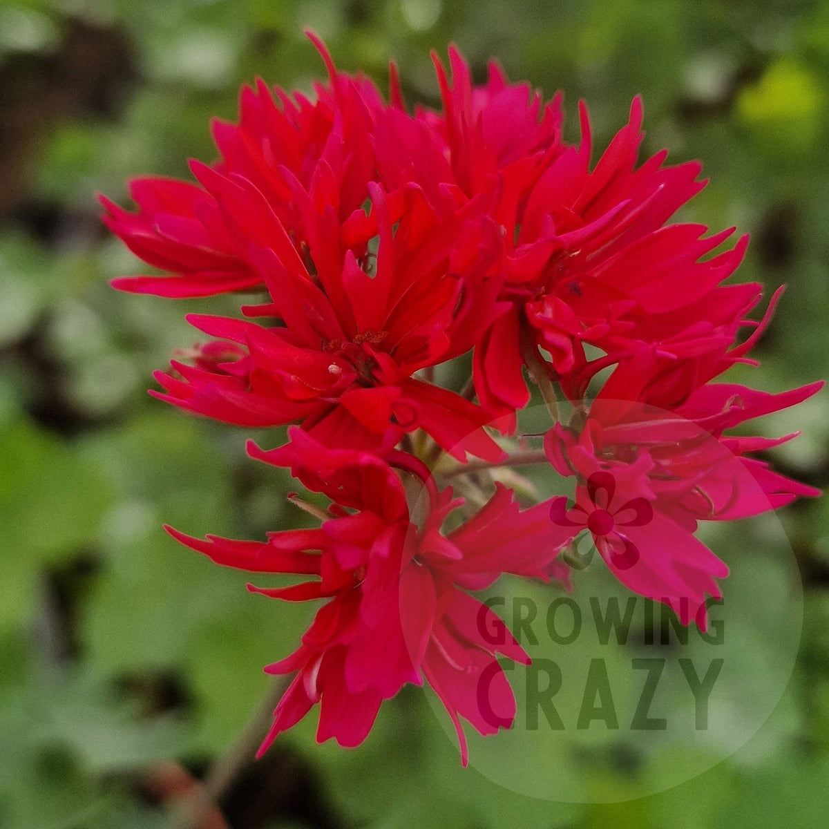 Rushmoor Cherry - Stellar Pelargonium (Geranium) Plant - 6cm bio pot