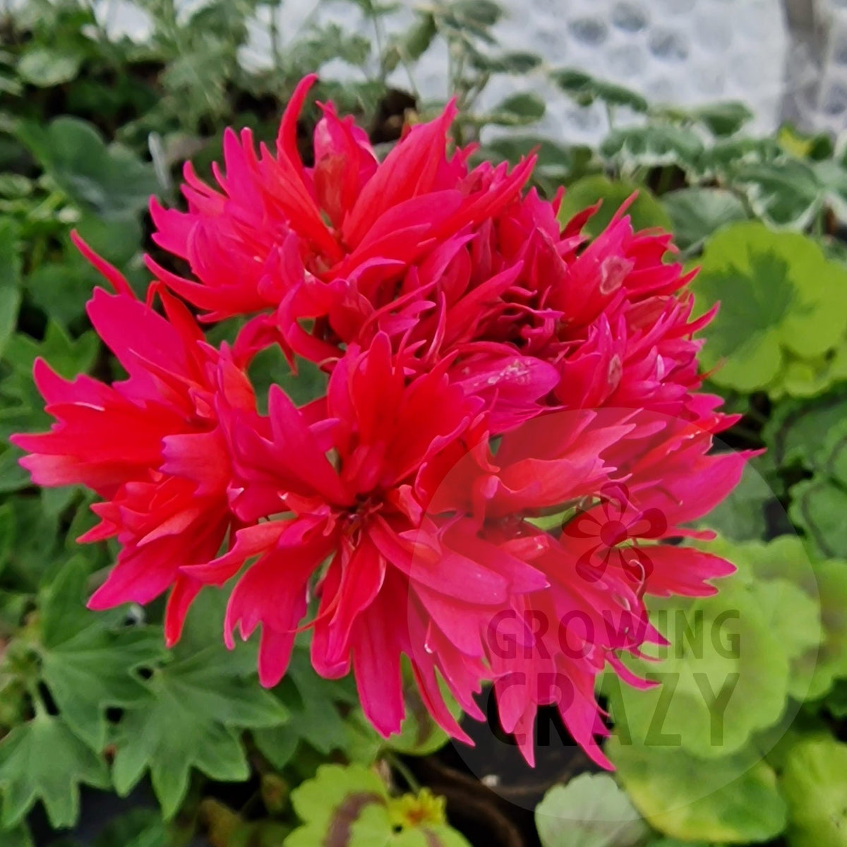 Rushmoor Cherry - Stellar Pelargonium (Geranium) Plant - 6cm bio pot