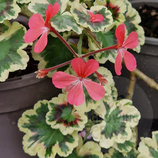 Rushmoor Cyril Clark - Coloured Leaf Pelargonium (Geranium) Plant - 6cm bio pot