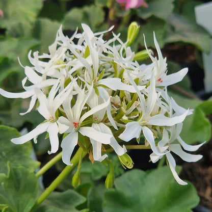 Rushmoor Filigree - Stellar Pelargonium (Geranium) Plant - 6cm bio pot