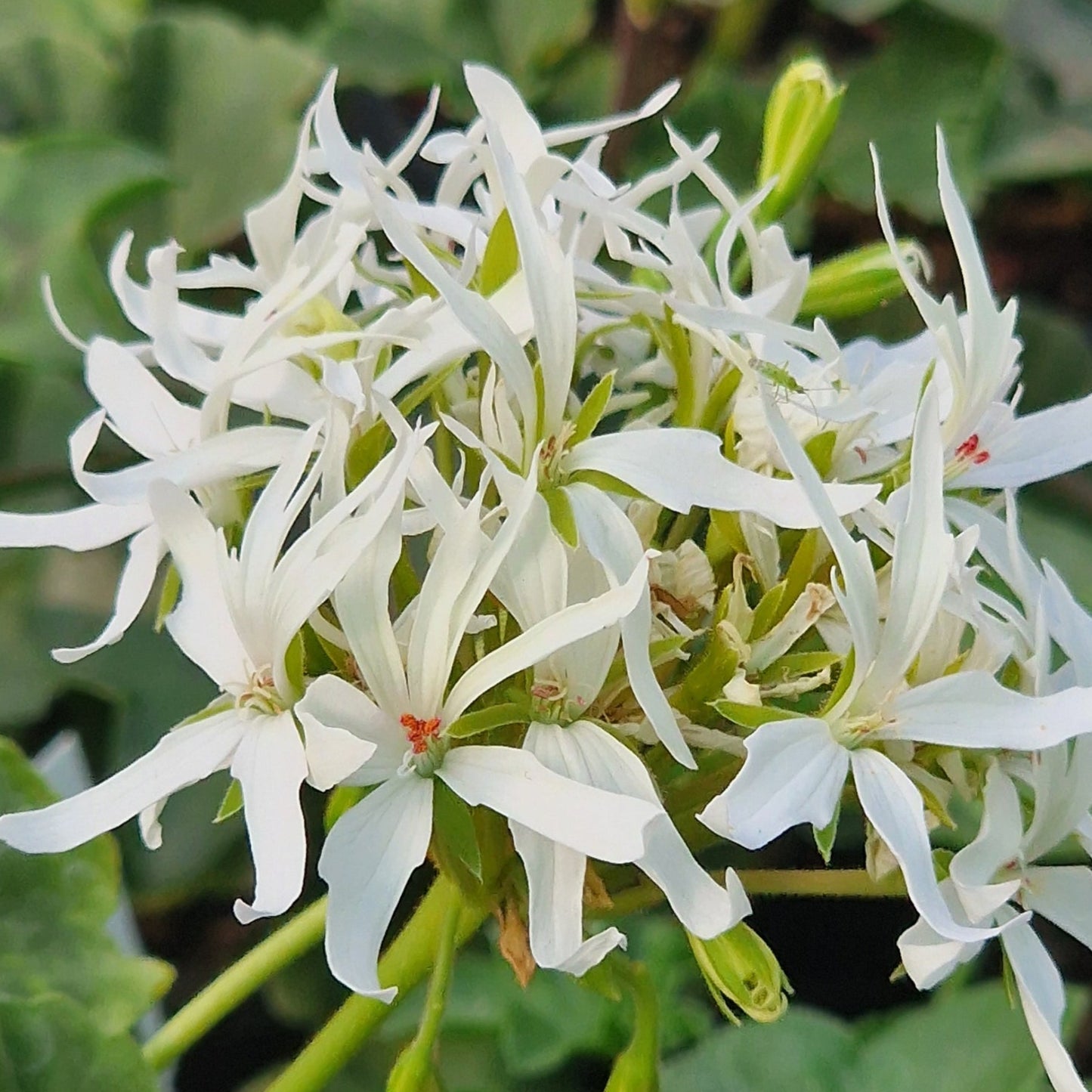 Rushmoor Filigree - Stellar Pelargonium (Geranium) Plant - 6cm bio pot