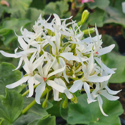 Rushmoor Filigree - Stellar Pelargonium (Geranium) Plant - 6cm bio pot