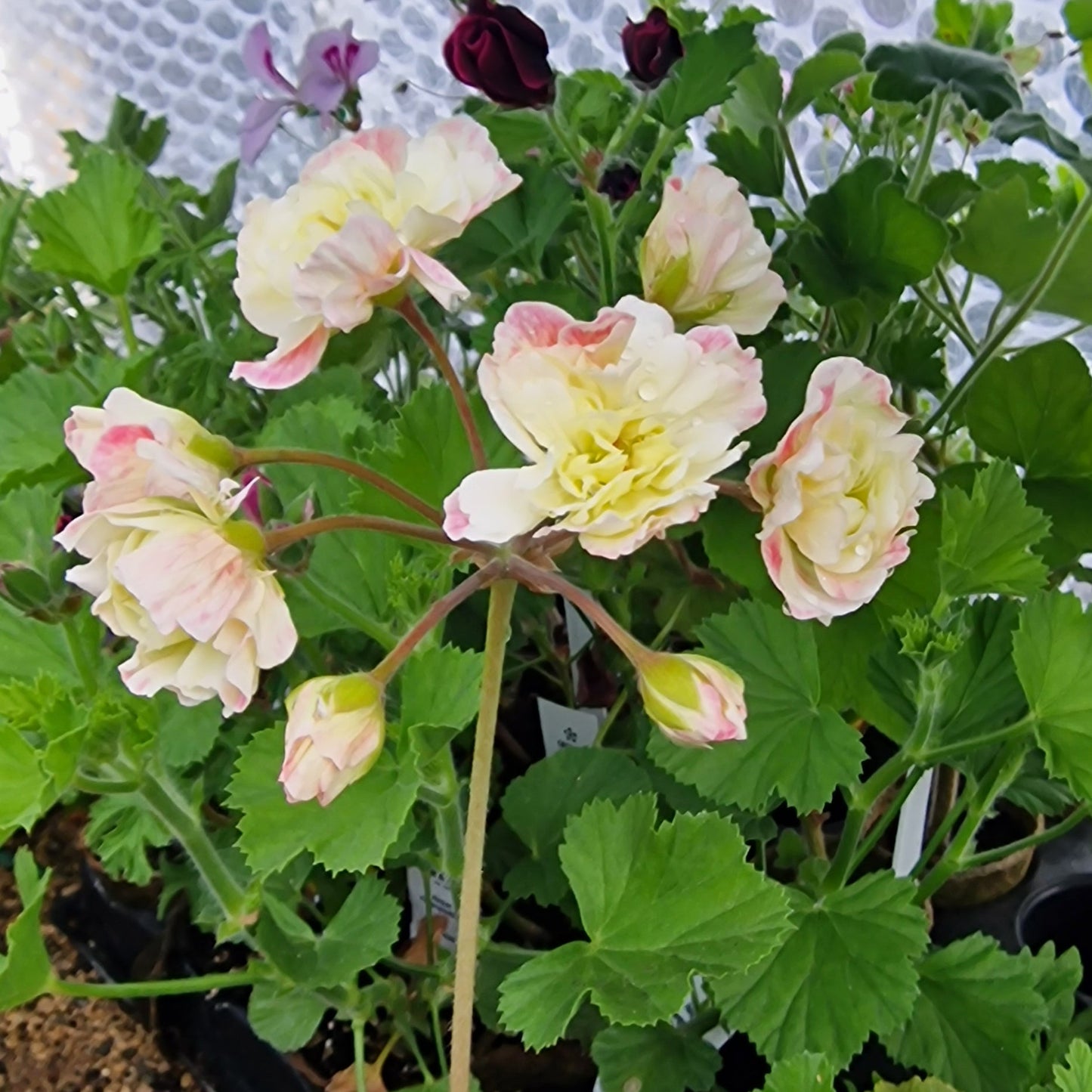 Rushmoor Zambezi - Zonartic Pelargonium (Geranium) Plant - 6cm bio pot