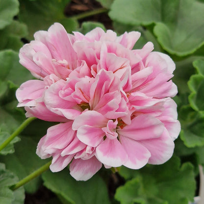 Saga - Dwarf Zonal Pelargonium / Geranium Garden Plant - 6cm bio pot
