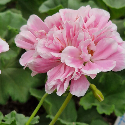 Saga - Dwarf Zonal Pelargonium / Geranium Garden Plant - 6cm bio pot