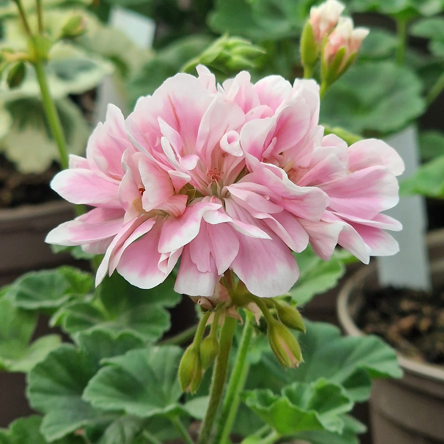 Saga - Dwarf Zonal Pelargonium / Geranium Garden Plant - 6cm bio pot