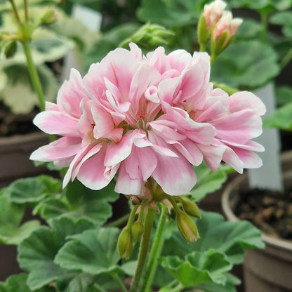 Saga - Dwarf Zonal Pelargonium / Geranium Garden Plant - 6cm bio pot