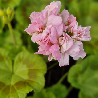 Samantha Stamp - Dwarf Zonal Pelargonium / Geranium Garden Plant - 6cm bio pot