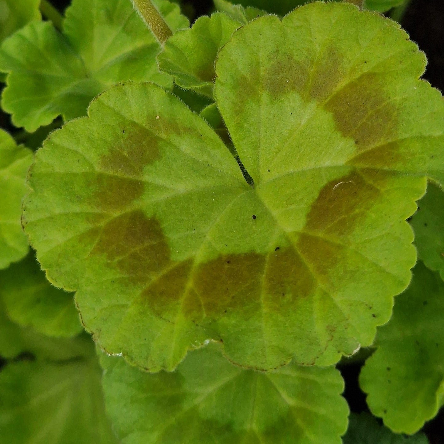 Samantha Stamp - Dwarf Zonal Pelargonium / Geranium Garden Plant - 6cm bio pot