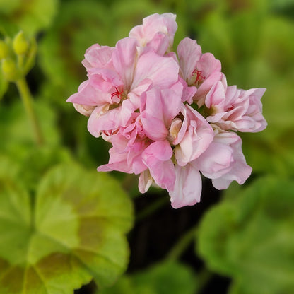 Samantha Stamp - Dwarf Zonal Pelargonium / Geranium Garden Plant - 6cm bio pot