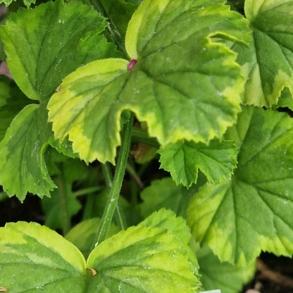 Sarah Don - Angel Pelargonium (Geranium) Plant - 6cm bio pot