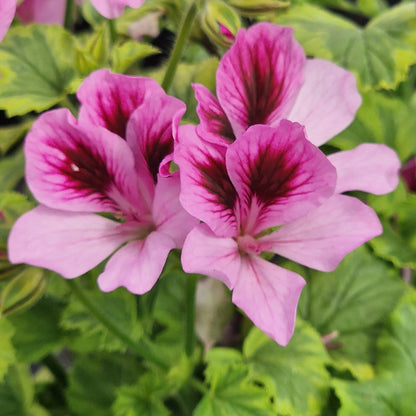 Sarah Don - Angel Pelargonium (Geranium) Plant - 6cm bio pot