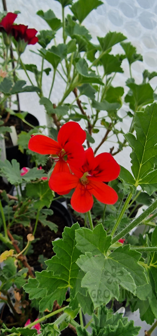 Scarlet Unique Pelargonium in flower