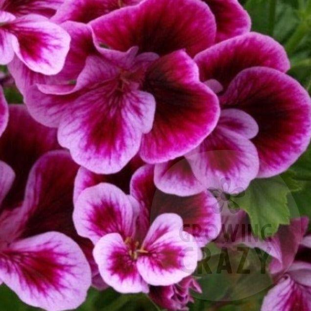 Berkswell Carnival Pelargonium / Geranium purple, mauve, free flowering, good shaped plant 