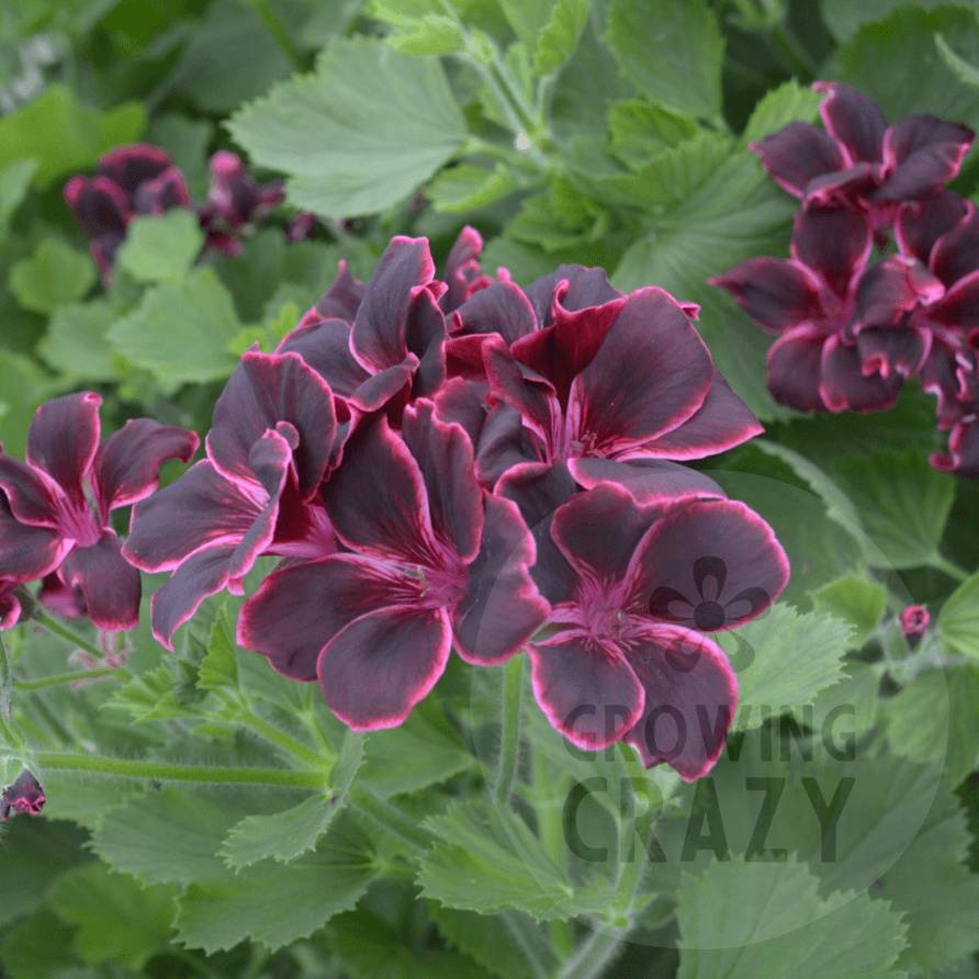 Regal Pelargonium / Geranium Lord Bute is one of the most popular plants for lovers of Pelargoniums / Geraniums