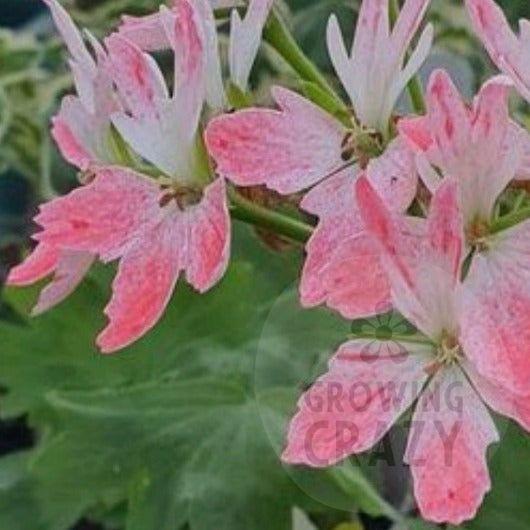 Osborne is a pretty Stellar Pelargonium that produces flowers of white with colouring of different shades of pink.  This variety was raised by Brian West.