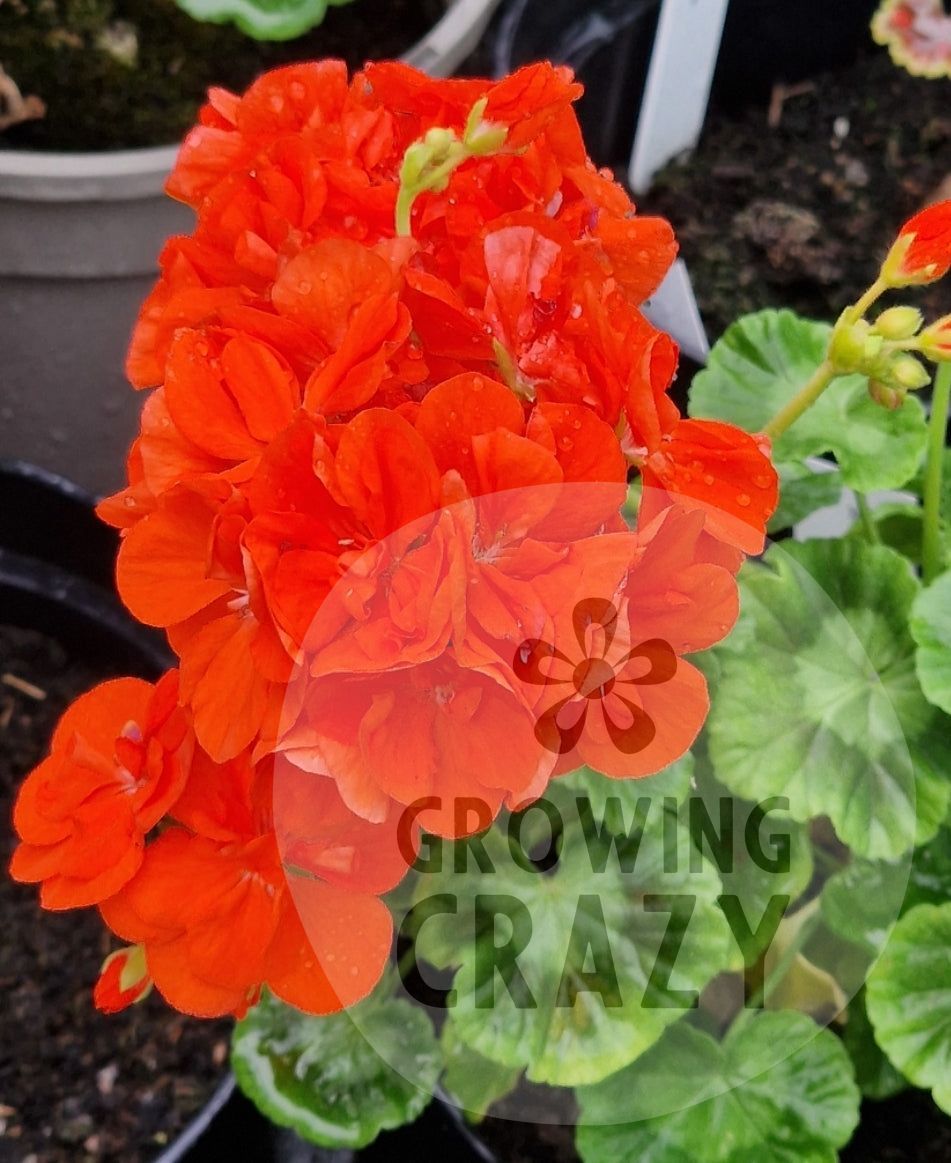 Deacon Orangeade - Double Zonal Pelargonium / Geranium Garden Plant - 6cm pot