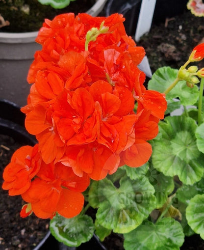 Deacon Orangeade - Double Zonal Pelargonium / Geranium Garden Plant - 6cm pot