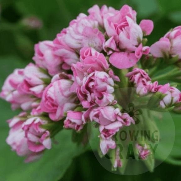 Pink Rambler - Rosebud Pelargonium (Geranium) Plant - 6cm bio pot