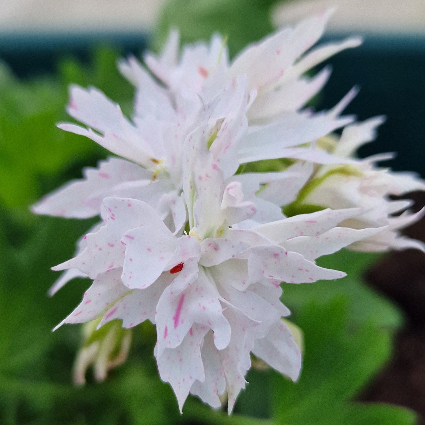 Snowbright - Stellar Pelargonium (Geranium) Plant - 6cm bio pot