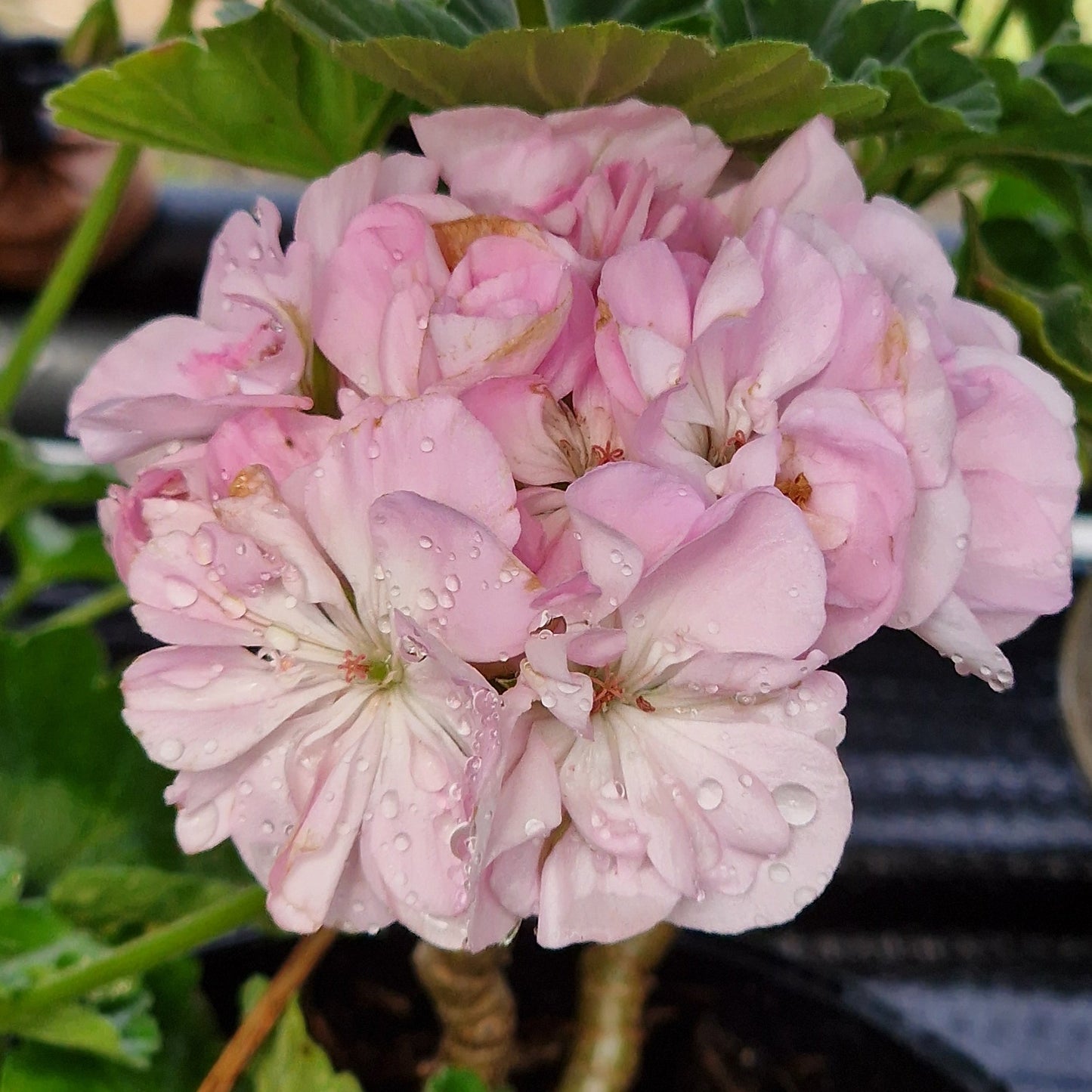 Southern Rosina - Dwarf Zonal Pelargonium / Geranium Garden Plant - 6cm bio pot