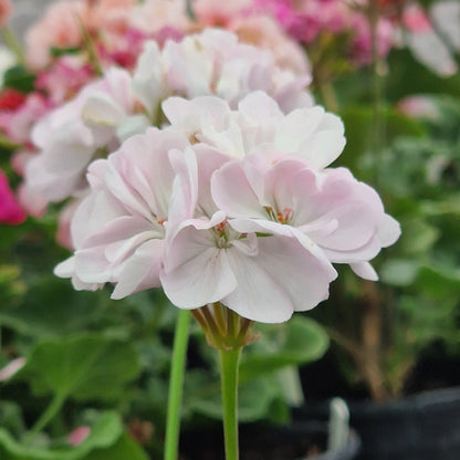 Southern Rosina - Dwarf Zonal Pelargonium / Geranium Garden Plant - 6cm bio pot