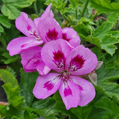 Souvenir de Prue - Scented Leaf Pelargonium (Geranium) - 6cm bio pot
